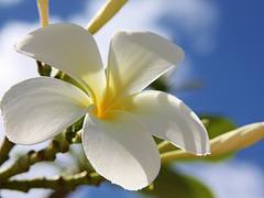 Plumeria spp.