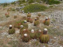 Cactus on Aruba