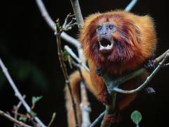 Golden lion tamarin