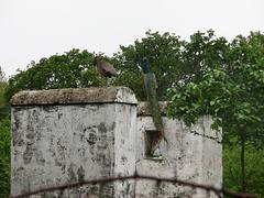 Victoria Park in Bhavnagar