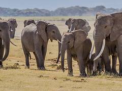 Elephants Amboseli