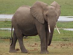 African Elephant - Amboseli National Park, Kenya.  30.07.2008