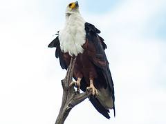 African Fish Eagle