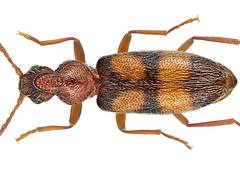 Notoxus longitarsus Uhmann, 1987