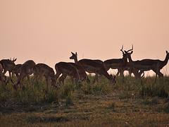 impalas