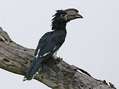 Trumpeter Hornbill Bycanistes bucinator