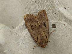 Amphipyra berbera