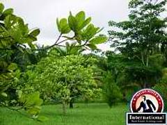 Belmopan, Cayo District, Belize Lots Land  For Sale - Beautiful One Acre
