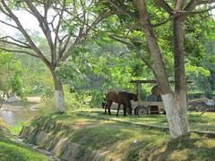 Horses in Belmopan, Belize