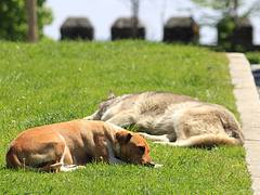 007461 - Perros