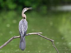 Darter