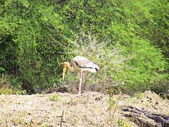 The Stork