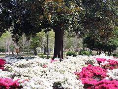Ocean of Flowers