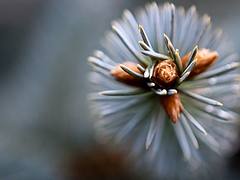 Hidden beauty on pine tree