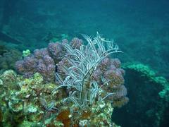 Corals