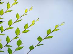 Green Leaves