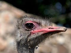 Щраус // Ostrich Щраус // Ostrich