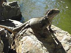 Lizard Lizard