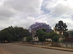 Ipê roxo na R. São Paulo