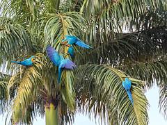 Blue-and-yellow Macaw | Guacamayos azul y amarillo (Ara ararauna)
