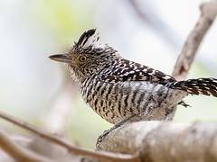 Barred Antshrike | Pavita Hormiguera Común (Thamnophilus doliatus fraterculus) (♂)