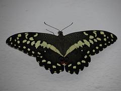 Papilio demodocus
