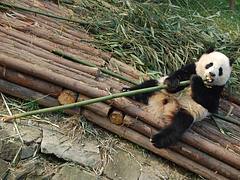 Panda in Chengdu