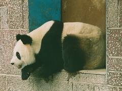 Chengdu Zoo, panda