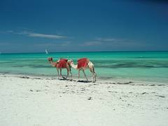 Djerba 2008