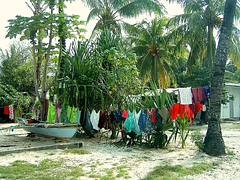 Kiribati farm