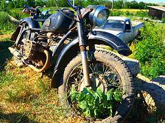 Ural Boxer