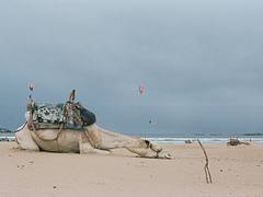 Camel taking a nap