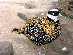 Reeves's pheasant - Jardim dos Louros, Funchal, Madeira
