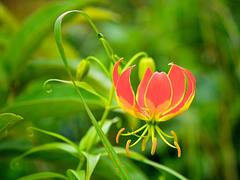 Gloriosa Lily, Ethiopia