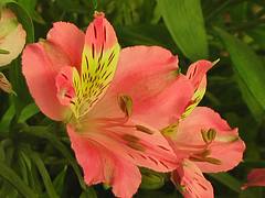 il rosa verde