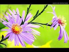 VERSOS E FLORES - Verses and Flowers
