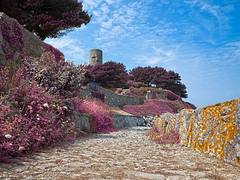 Guernsey Scenery - Violet HDR Guernsey Scenery - Violet HDR