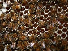 Honey Production Gilgit