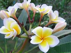 Frangipani @ Goa