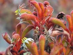 kangaroo paws