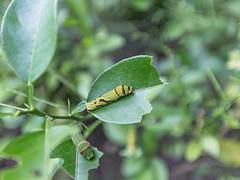 Caterpillar Caterpillar