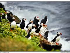 Grímsey - Pulcinella di Mare / Puffins