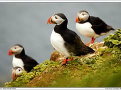 Grímsey - Pulcinella di Mare / Puffins