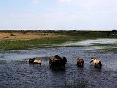 Horses in the Pond Horses in the Pond