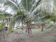 Aromatic Dwarf (Pandan) Coconut In Sabah, Malaysia Aromatic Dwarf (Pandan) Coconut In Sabah, Malaysia