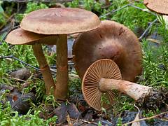 Cortinarius armillatus