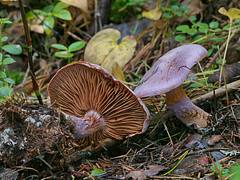 Cortinarius sp.