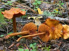 Cortinarius cf. gentilis