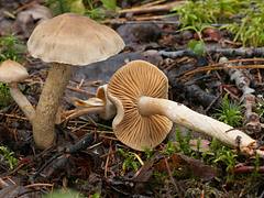 Cortinarius raphanoides