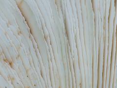 Lentinellus cf. vulpinus lamellae